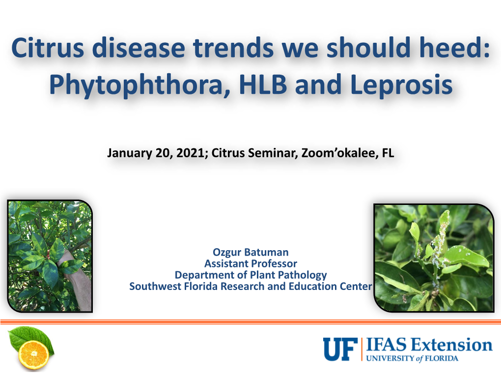 Citrus Disease Trends We Should Heed: Phytophthora, HLB and Leprosis