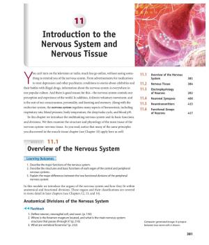 11 Introduction to the Nervous System and Nervous Tissue