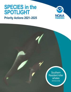 Southern Resident Killer Whales (Orcinus Orca) Cover: Aerial Photograph of a Mother and New Calf in SRKW J-Pod, Taken in September 2020