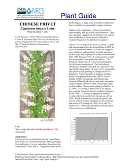 CHINESE PRIVET Due to Its Ability to Successfully Compete with And