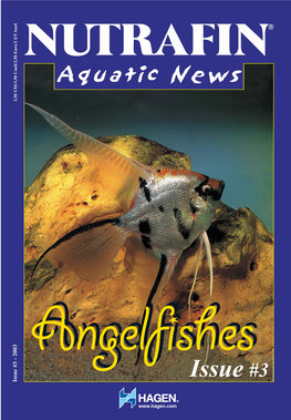 The Angelfish