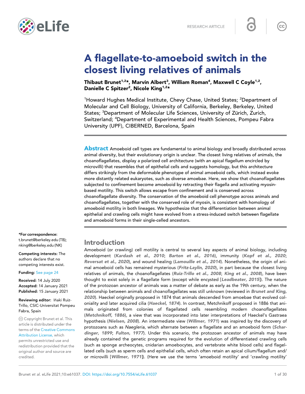 A Flagellate-To-Amoeboid Switch in the Closest Living Relatives of Animals