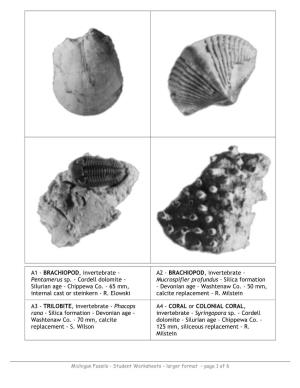 Michigan Fossils - Student Worksheets – Larger Format – Page 1 of 6