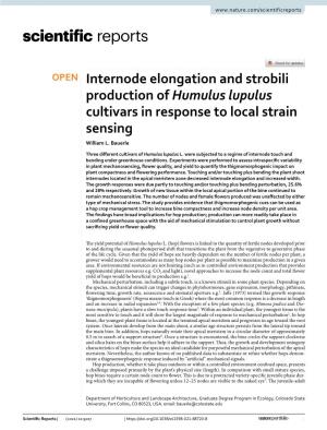 Internode Elongation and Strobili Production of Humulus Lupulus Cultivars in Response to Local Strain Sensing William L