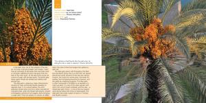 Date Palm Tamar Matzu’I תמר מצוי :Hebrew Name Scientific Name: Phoenix Dactylifera نخيل :Arabic Name Family: Arecaceae (Palmae)