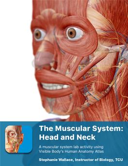 The Muscular System Views