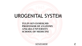 Urogenital System Resimsiz