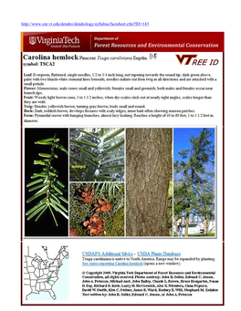 Carolina Hemlock Information