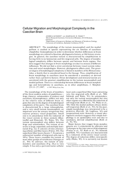 Cellular Migration and Morphological Complexity in the Caecilian Brain