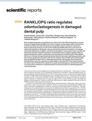 RANKL/OPG Ratio Regulates Odontoclastogenesis in Damaged