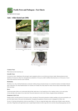 Ants - White-Footed Ant (360)