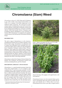 Chromolaena Weed