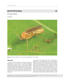 MYCETOPHILIDAE 20 (Fungus Gnats)