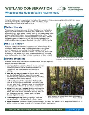 Wetland Conservation Fact Sheet