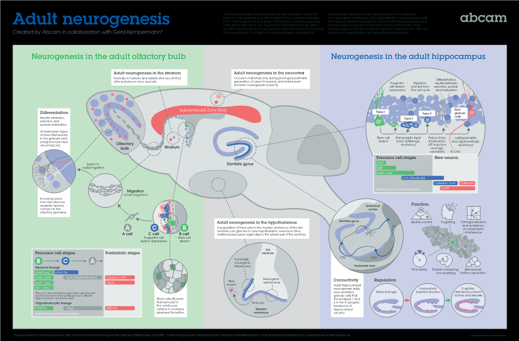 Adult Neurogenesis Is the Production of New Neurons in the Adult Recapitulates Aspects of Brain Development in the Otherwise Brain