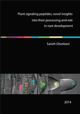 Plant Signaling Peptides, Novel Insights Into Their Processing and Role in Root Development