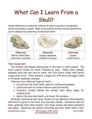 What Can I Learn from a Skull? Animal Skulls Have Evolved for Millions of Years to Protect Vertebrate’S Brains and Sensory Organs