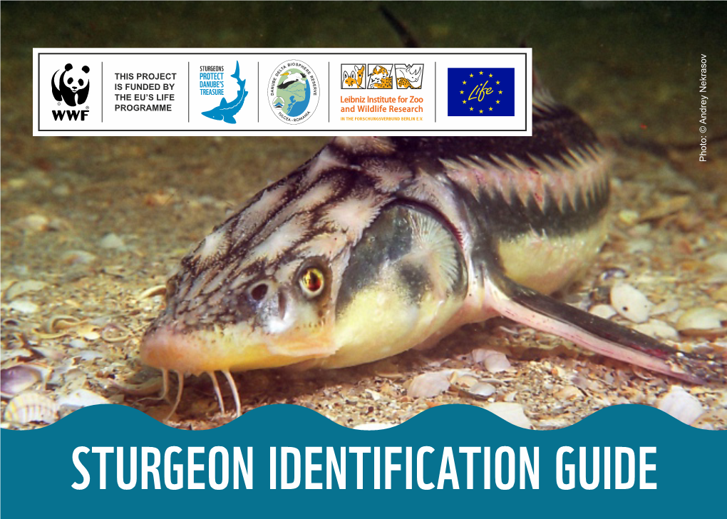 Brochure: Sturgeon Identification Guide