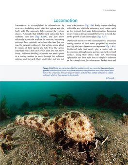 Locomotion Locomotion Is Accomplished in Echinoderms by Used in Locomotion (Fig
