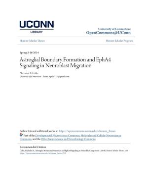 Astroglial Boundary Formation and Epha4 Signaling in Neuroblast Migration Nicholas B