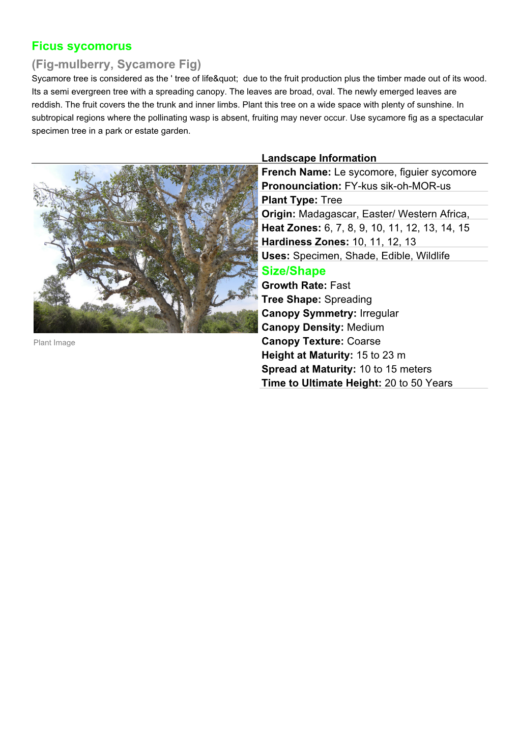 Ficus Sycomorus (Fig-Mulberry, Sycamore Fig) Sycamore Tree Is ...