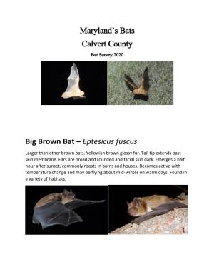 Maryland's Bats Calvert County Big Brown