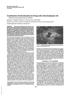 Localization of Mitochondria in Living Cells with Rhodamine 123 (Fluorescence Microscopy/Rous Sarcoma Virus/Colchicine) LINCOLN V