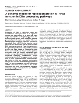 A Dynamic Model for Replication Protein a (RPA) Function in DNA Processing Pathways Ellen Fanning*, Vitaly Klimovich and Andrew R