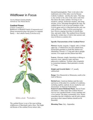 Wildflower in Focus: Cardinal Flower