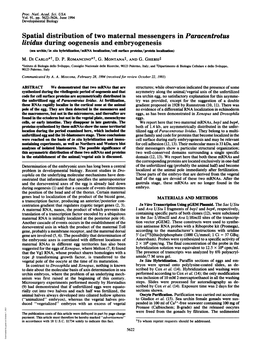 Spatial Distribution of Two Maternal Messengers in Paracentrotus