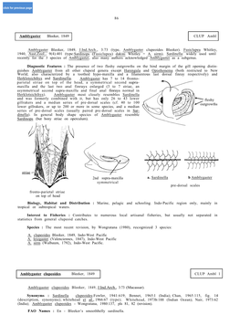 Amblygaster Bleeker, 1849 CLUP Ambl