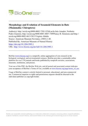 Morphology and Evolution of Sesamoid Elements in Bats (Mammalia: Chiroptera)