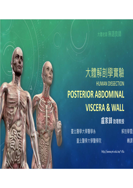 大體解剖學實驗 Posterior Abdominal Viscera & Wall