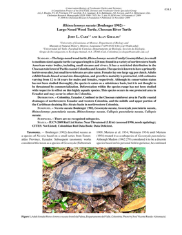 Rhinoclemmys Nasuta (Boulenger 1902) – Large-Nosed Wood Turtle, Chocoan River Turtle