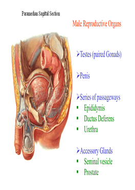 Male Reproductive Organs Testes (Paired Gonads)