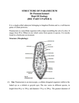 STRUCTURE of PARAMECIUM Dr Poonam Kumari Dept of Zoology (BSC PART I PAPER I)