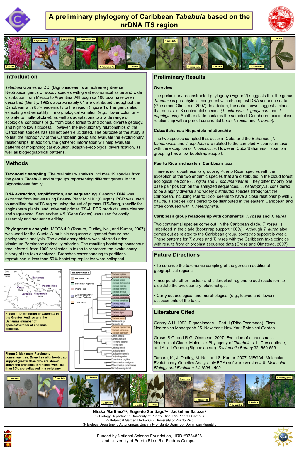 A Preliminary Phylogeny of Caribbean Tabebuia Based on the Nrdna ITS Region