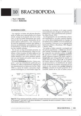 10 Brachiopoda