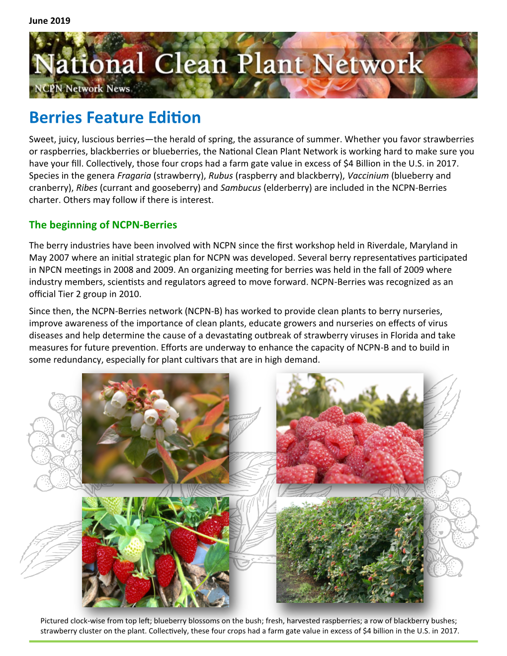 Berries Feature Edition Sweet, Juicy, Luscious Berries—The Herald of Spring, the Assurance of Summer