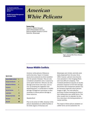 American White Pelicans (Pelecanus Mississippi Were Limited, and Birds Were Erythrorhynchos, Figure 1) Threaten Easily Dispersed from the Area