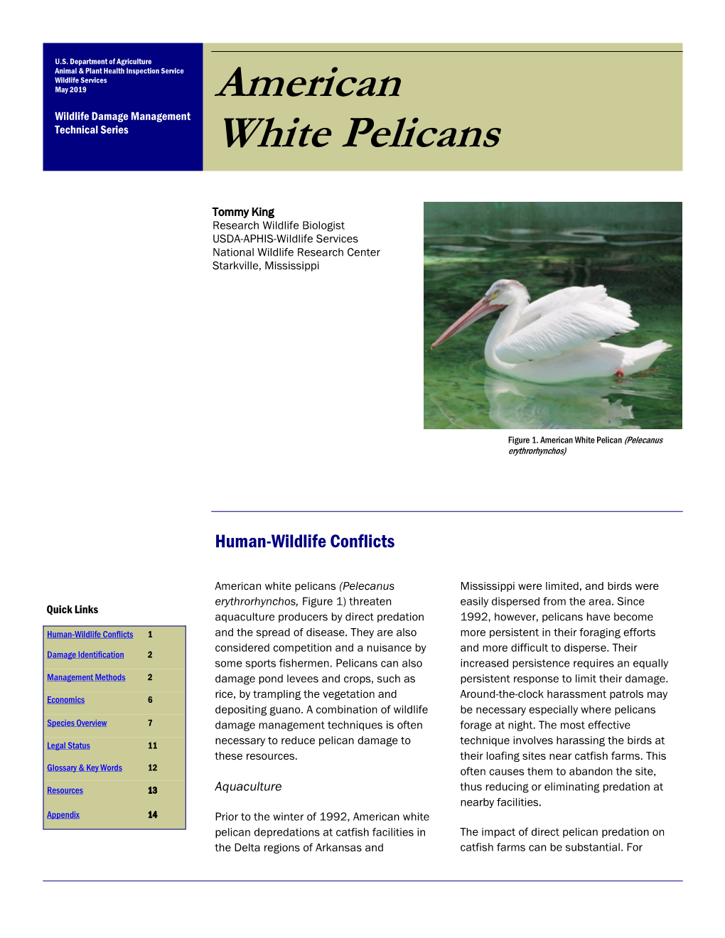 American White Pelicans (Pelecanus Mississippi Were Limited, and Birds Were Erythrorhynchos, Figure 1) Threaten Easily Dispersed from the Area