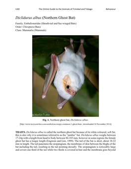 Diclidurus Albus (Northern Ghost Bat) Family: Emballonuridae (Sheath-Tail and Sac-Winged Bats) Order: Chiroptera (Bats) Class: Mammalia (Mammals)