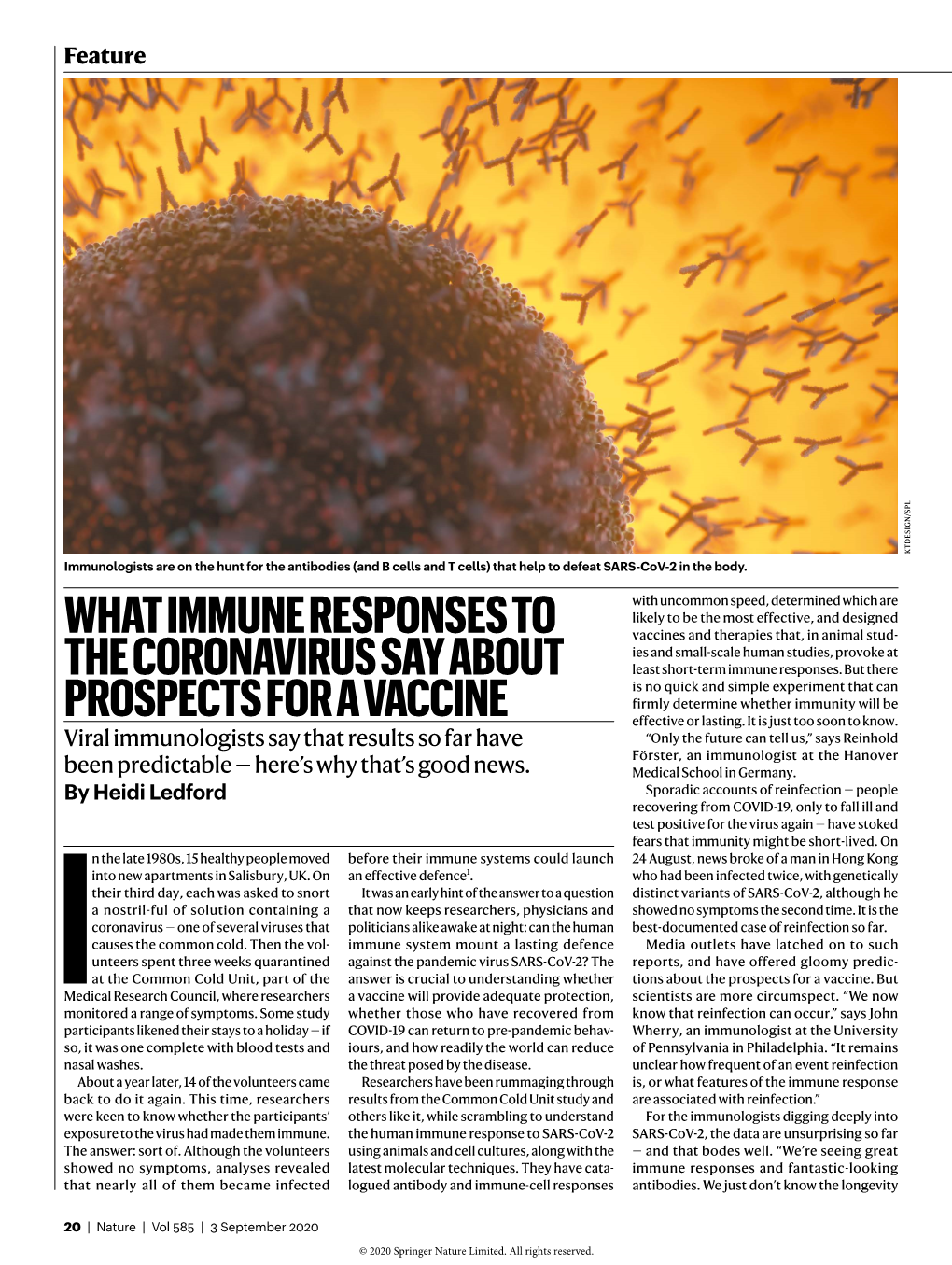 What Immune Responses to the Coronavirus Say