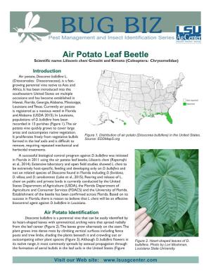 Air Potato Leaf Beetle Scientific Name:Lilioceris Cheni Gressitt and Kimoto (Coleoptera: Chrysomelidae)