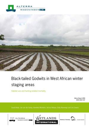 Black-Tailed Godwits in West African Winter Staging Areas