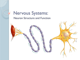 4-Nervous-System-Structure-PPT.Pdf