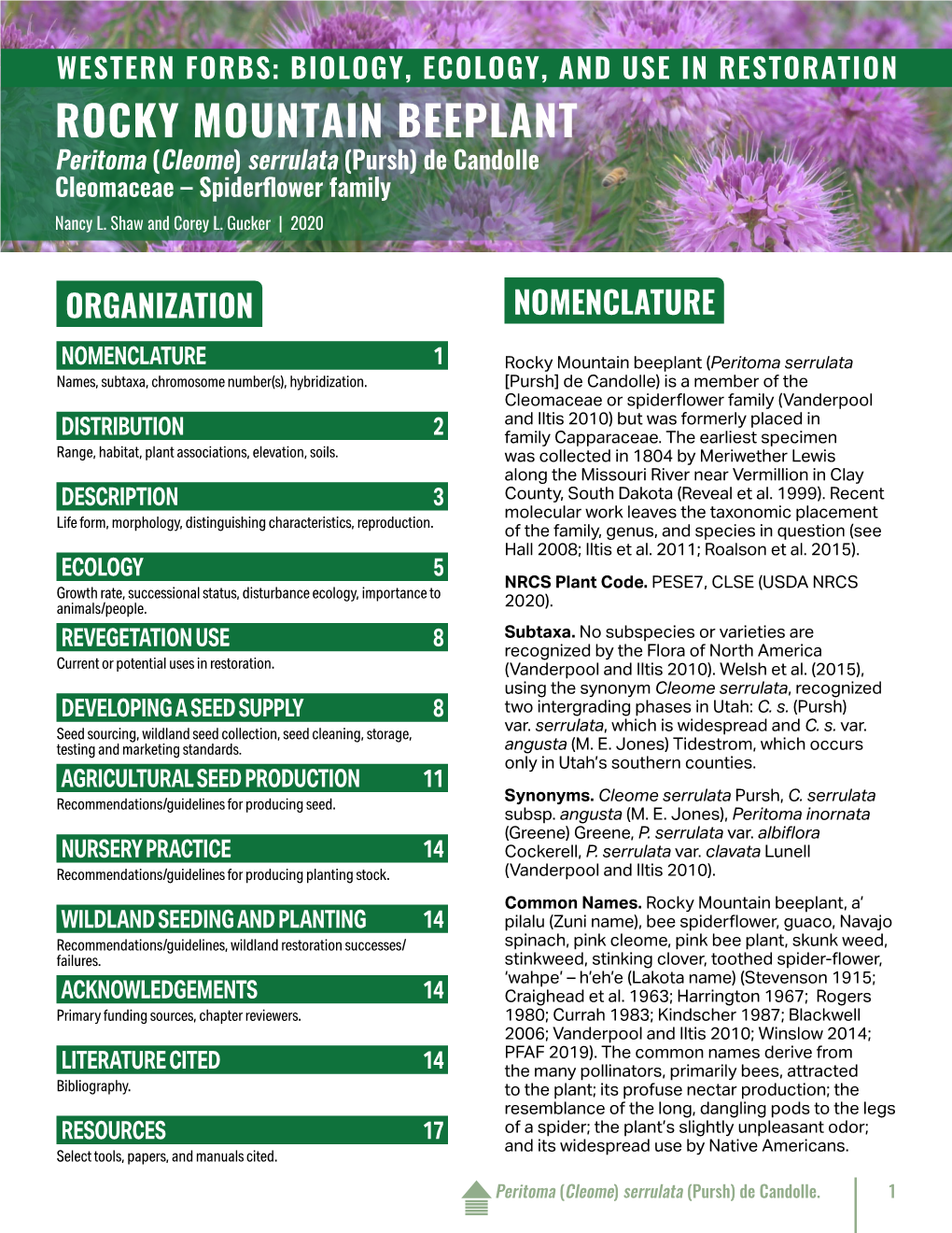 ROCKY MOUNTAIN BEEPLANT Peritoma (Cleome) Serrulata (Pursh) De Candolle Cleomaceae – Spiderflower Family Nancy L