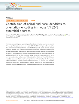 Contribution of Apical and Basal Dendrites to Orientation Encoding in Mouse V1 L2/3 Pyramidal Neurons