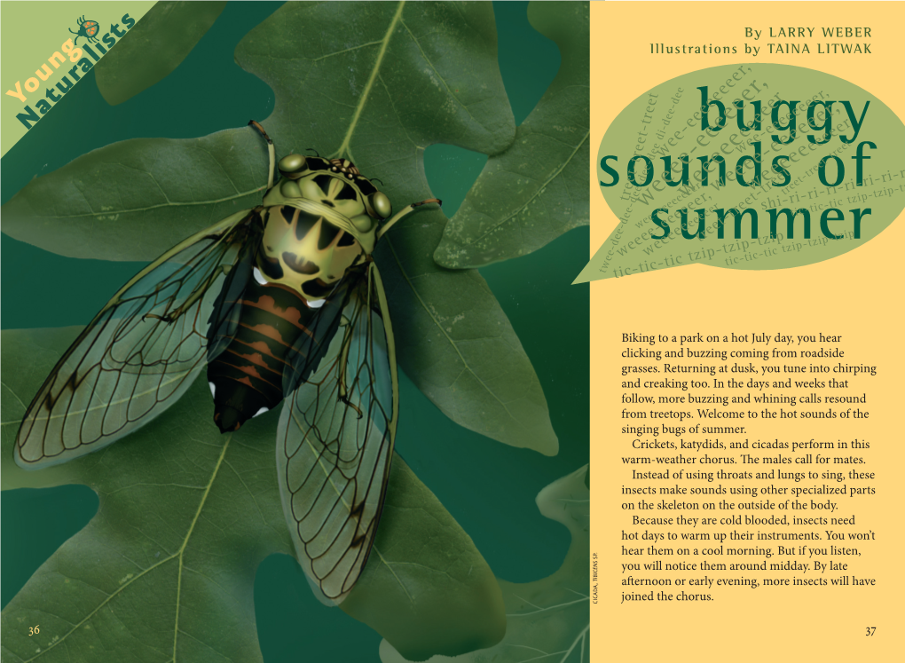 Buggy Sounds of Summer