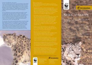 Asian Leopards Far West As Afghanistan and North to Siberian Russia